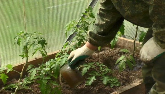 Переизбыток азота у томатов фото что делать